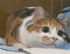 猫咪搞笑可爱gif表情包大全2018
