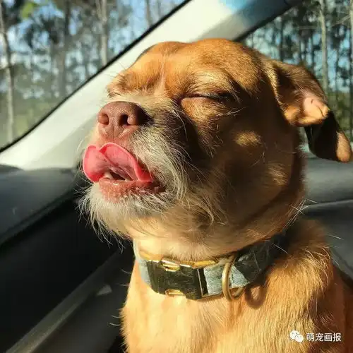 你看那条狗,它好像一个人呐
