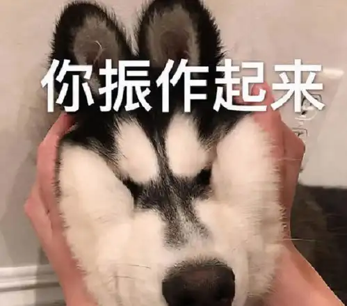 宠物表情包出处生活费