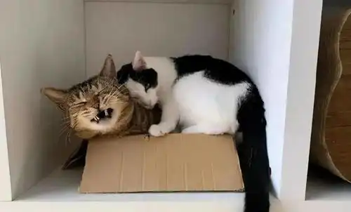 原来养小猫和大猫的区别这么大
