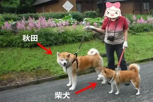 你只知道日本柴犬卖萌可爱,但你知道它竟然还有这么多种类么