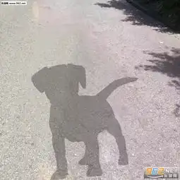 阳光下的你是猪我是美少女表情包被晒出原型你是猪表情包下载乐游网游戏下载

