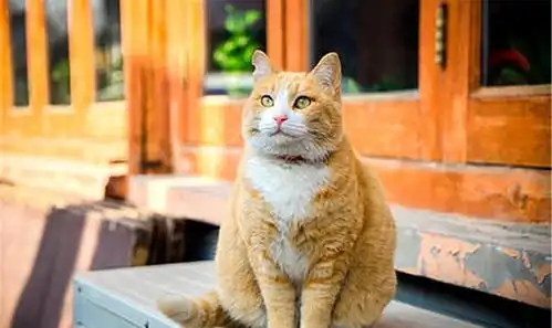 橘猫不一定是黄狸猫部分橘猫长不胖的原因大揭秘
