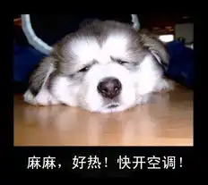 宠物表情包出处颓废