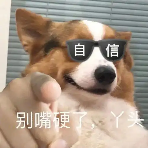 表情包小狗狗指人表情包
