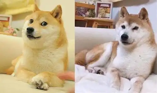 表情神烦狗doge,13岁确实老了,但被魔性表情包污染的日子没忘表情
