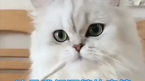 猫咪又成精啦,看它闻柠檬的表情,是不是跟你一模一样
