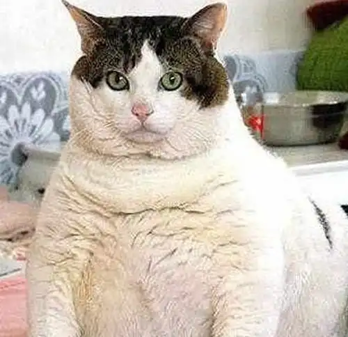 养一个胖猫是一种怎样的体验
