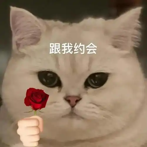 可爱猫咪手握东西表情包
