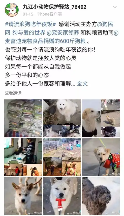 它是一只小土狗,却是我心中的无价之宝
