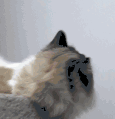 人类语言太无力,我就喜欢用猫咪表情包diss世界
