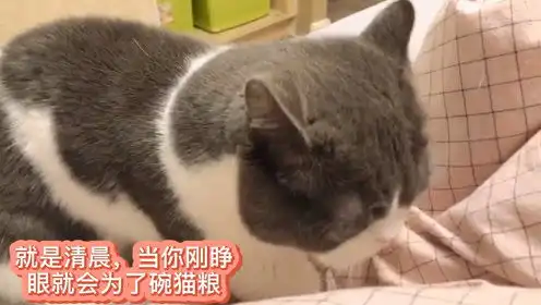短腿小萌主的个人频道
