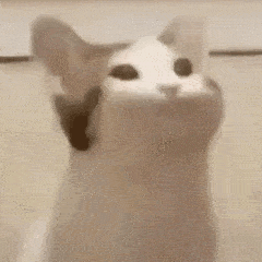 popo猫表情包

