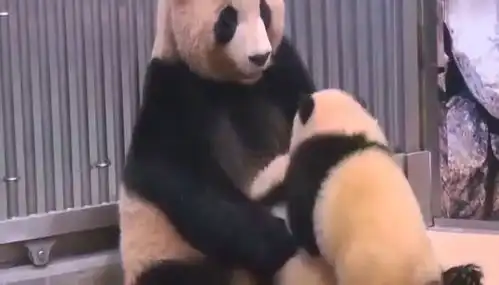 熊猫妈看什么看,想抱自己生,你看我一次抱两个,好累啊
