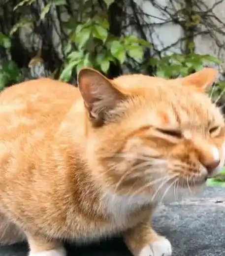 橘猫因超丑表情包爆红,奶凶奶凶的,猫铲屎的,你胆肥了
