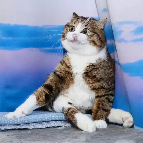 这只猫咪身体残疾,却活成了表情包
