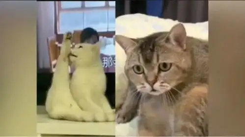 猫咪贱贱的表情

