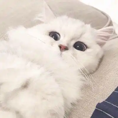 关于新手养猫猫咪绝对不能吃的食物
