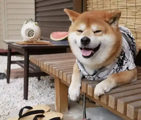 微笑天使柴犬,躺下后散发着肥胖又颓唐的中老年气息
