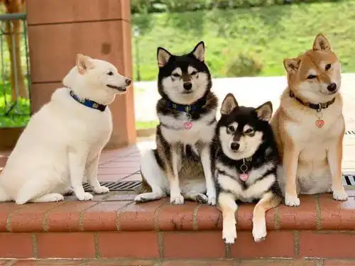 柴犬因不断的毁灭集体照而风靡一时
