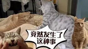 小橘猫母猫绝育术后vlog回家一泡尿滋醒生活仪式感30秒宠物生活日常
