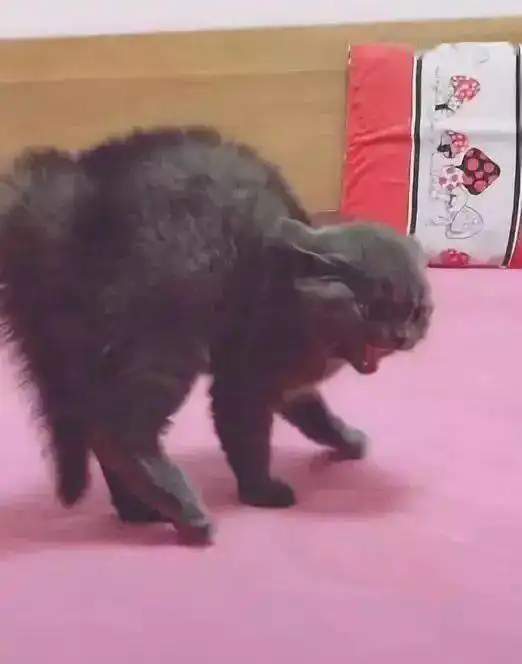 蓝猫与小奶猫对峙,由于用力过猛出了糗,小表情让人笑喷
