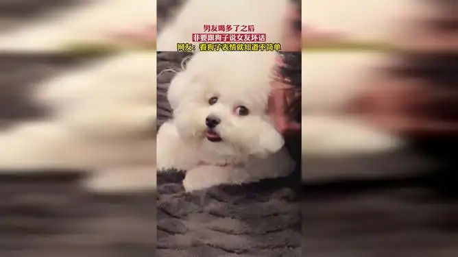 男友喝多了之后非要跟狗子说女友坏话,看狗子表情就知道不简单