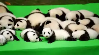 世界运动会喜欢成都啥子熊猫耳朵悄悄听到这些秘密
