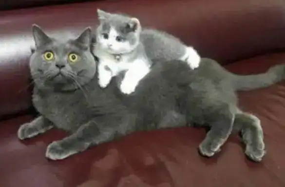 小奶猫刚回家就去蓝猫的身上趴着,蓝猫懵了和你很熟吗

