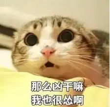 认怂表情包可爱猫大眼