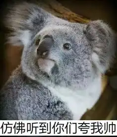 两只考拉当街大打出手这一架怕是耗尽了一年的活动量
