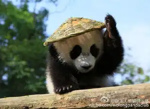 大熊猫cos功夫熊猫戴草帽背背篓萌翻天
