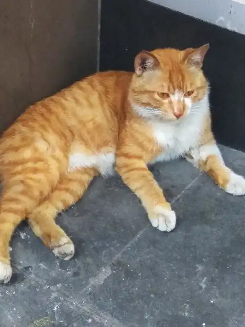 表情成功捕获一只橘猫,萌翻老夫少女心表情
