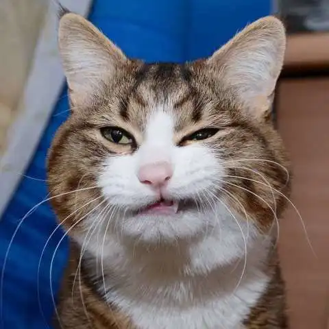 小猫瘫倒表情包