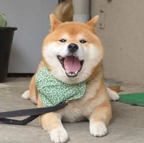表情最丰富的柴犬,被誉为柴犬中的王中王,还是出过写真的狗狗
