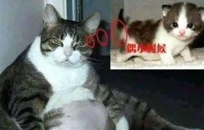 小猫咪的表情有多丰富呢
