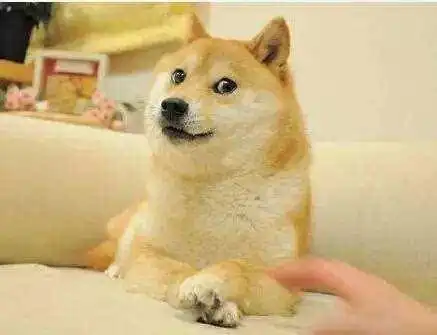 那个著名表情包狗狗去世了...网友永远活在我的微信中

