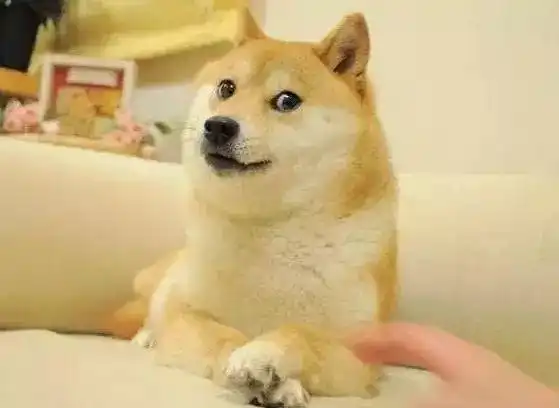 曾用一张笑脸治愈无数人的柴犬北登,今后只能用表情包缅怀
