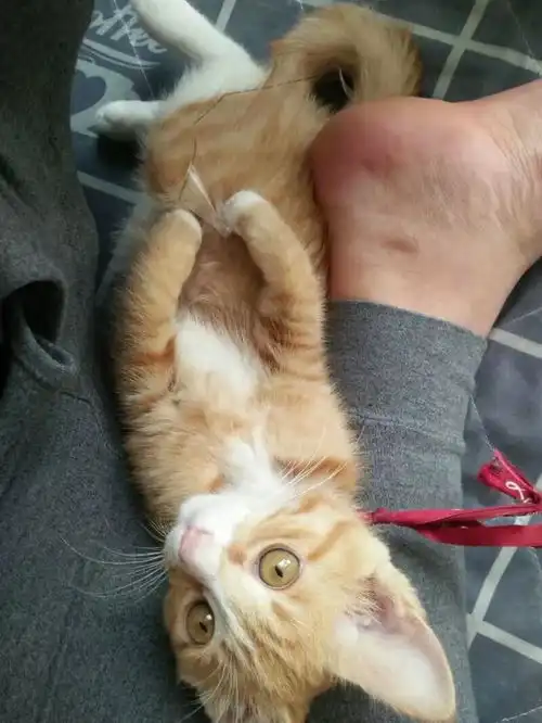 主人睡懒觉,猫咪喊主人起床,要抱抱,表情萌化了小儿
