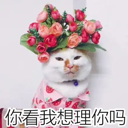表情你看我理你吗表情包熊猫头表情
