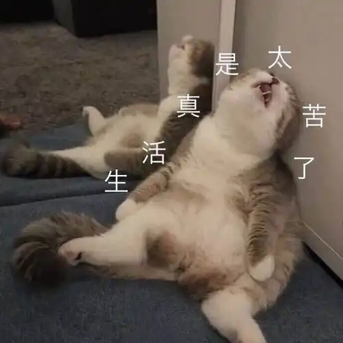 高频率使用的猫咪表情包第三期
