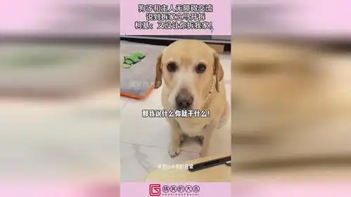 狗子和主人无障碍交流,说到拆家立马开拆,柯基又没让你拆我家
