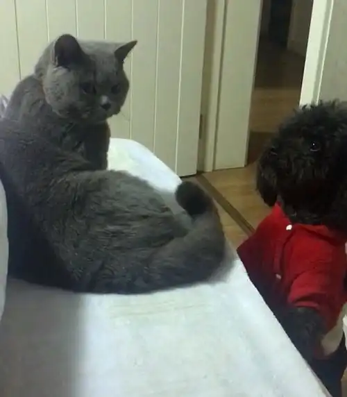 猫咪和狗子玩捉迷藏,躲在薄纱后面让狗找,狗来回跑两趟愣没找到
