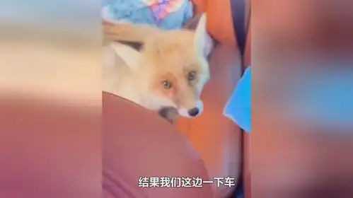 男子驾车路遇小狐狸本想下车打卡拍照没想到它直接上车觅食
