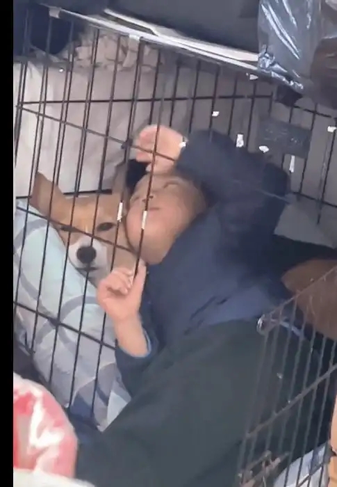 儿子跑进笼里和狗狗贴贴,它表情是一百个不情愿,好像陪孩子的我
