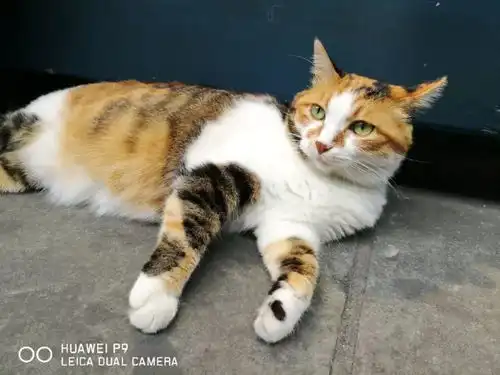 网友把酸奶举到了猫咪面前,猫咪的表情亮了...
