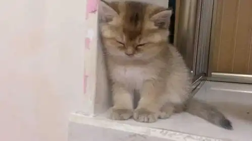 猫咪困了,想叫主人抱它哄睡觉,这卑微的小表情太可爱了
