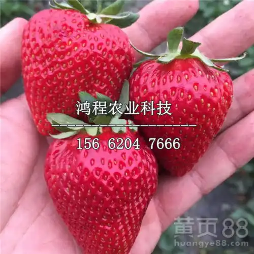 高山草莓苗妙香3草莓苗价格