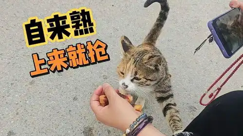 太佩服五台山的流浪猫了,见人就自来熟还主动去游客包里拿吃的