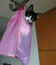 网友用这种方式惩罚奶牛猫,结果此猫表情很享受
